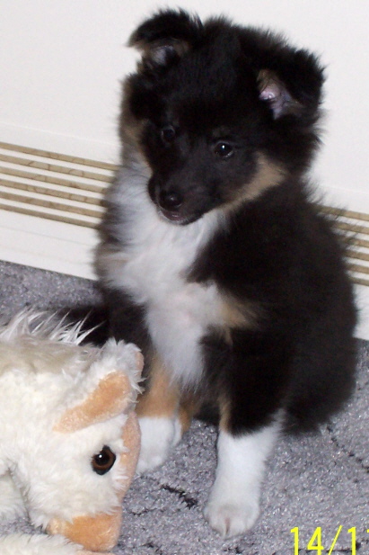 Shiva 2003 Shiva 2003