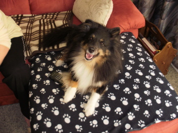 SHIVA unser Hund